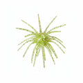 3.25in Mutant Urchin